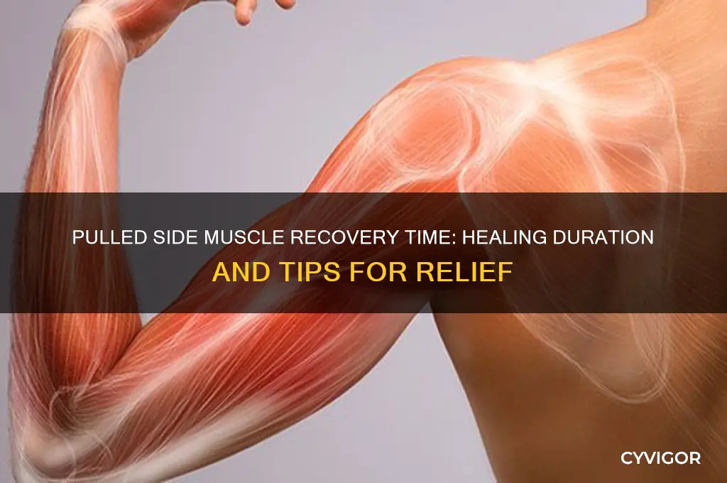 how long does a pulled side muscle take to heal