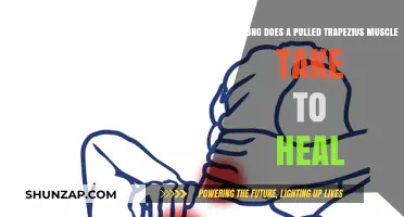 Pulled Trapezius Muscle Recovery Time: What to Expect and How to Heal