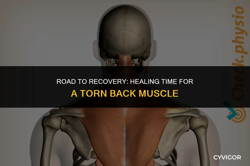 how long does a torn back muscle take to heal