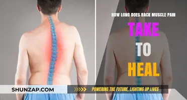 Understanding Back Muscle Pain Recovery: A Comprehensive Guide