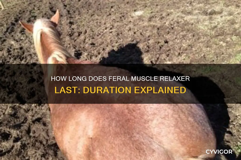 how long does feral muscle relaxer last