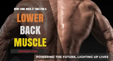 Understanding Lower Back Muscle Recovery: A Comprehensive Guide