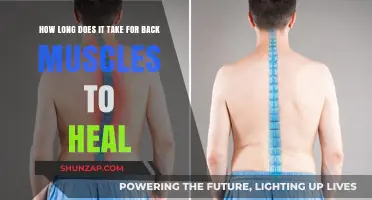 Back Muscle Recovery: Understanding the Healing Timeline