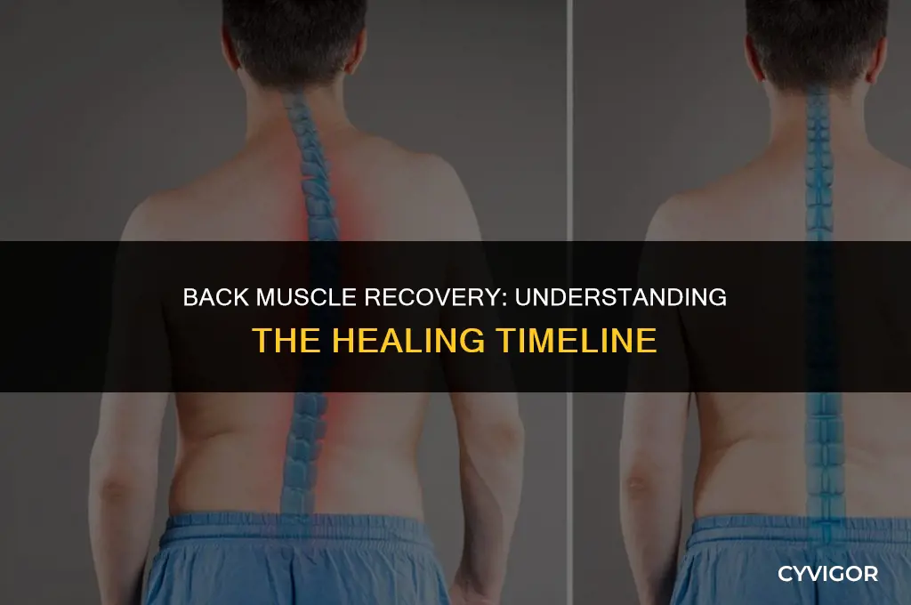 how long does it take for back muscles to heal