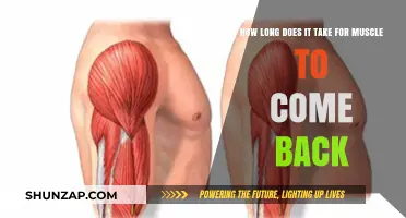 Regaining Muscle Mass: A Timeline for Fitness Enthusiasts