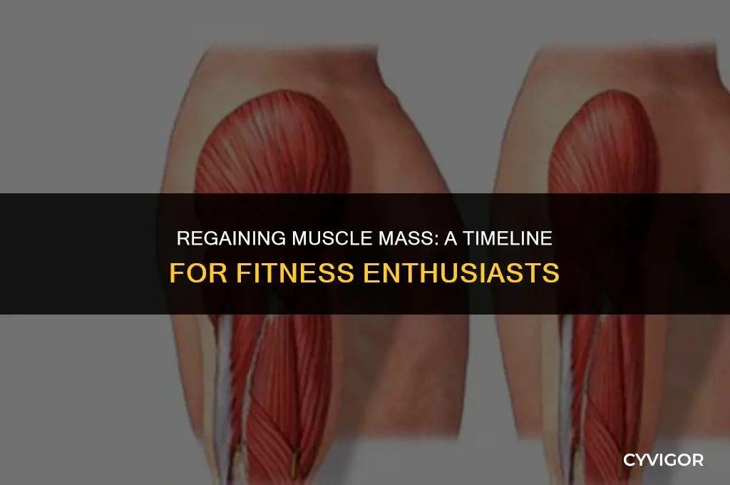 how long does it take for muscle to come back