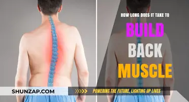 Rebuilding Strength: The Timeline for Back Muscle Recovery