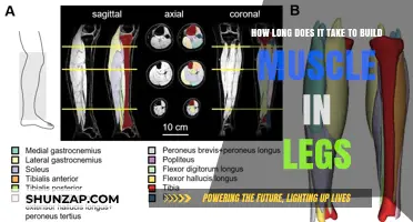 Unlocking Leg Strength: A Timeline for Muscle Development