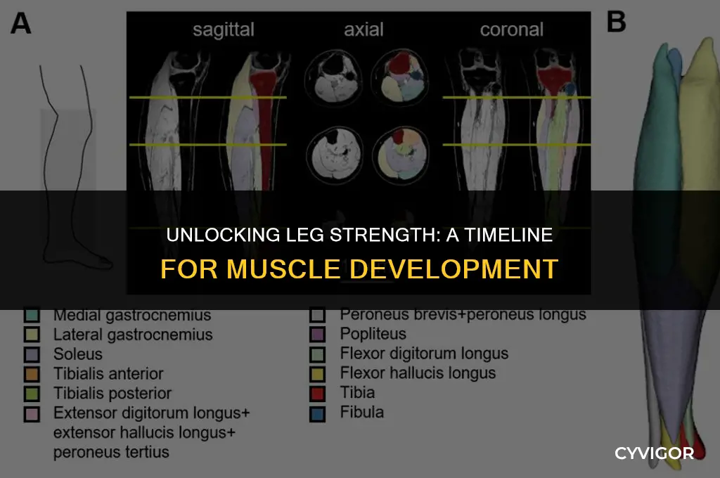 how long does it take to build muscle in legs