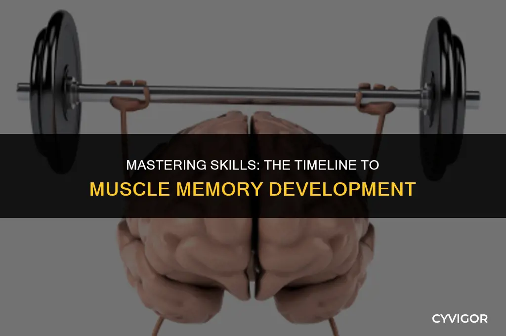how long does it take to build muscle memory