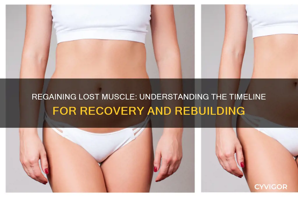 how long does it take to gain muscle back