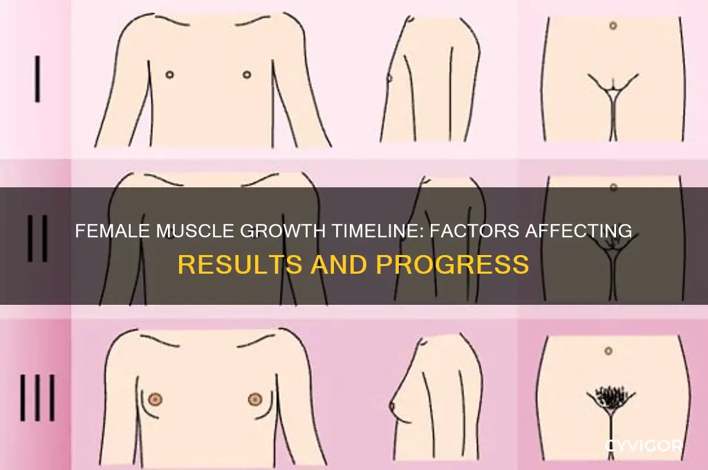 how long does it take to gain muscle for females