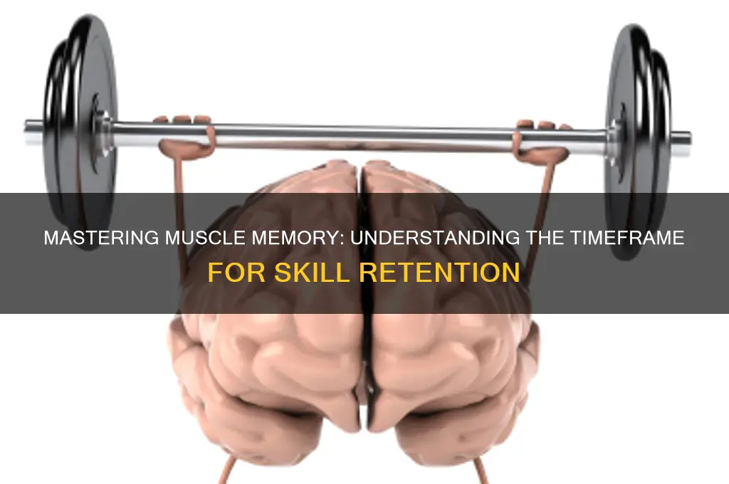 how long does it take to gain muscle memory