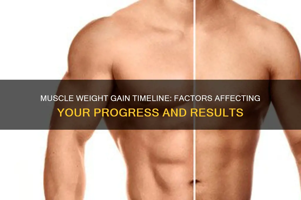 how long does it take to gain muscle wieght