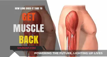 Regaining Muscle Mass: A Timeline for Fitness Enthusiasts