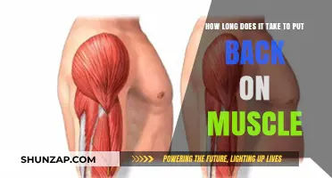 Regaining Muscle Mass: A Timeline for Fitness Enthusiasts