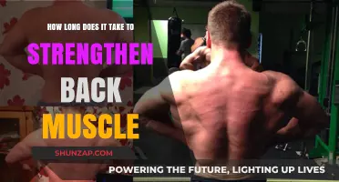 Building a Stronger Back: The Timeframe for Muscle Development