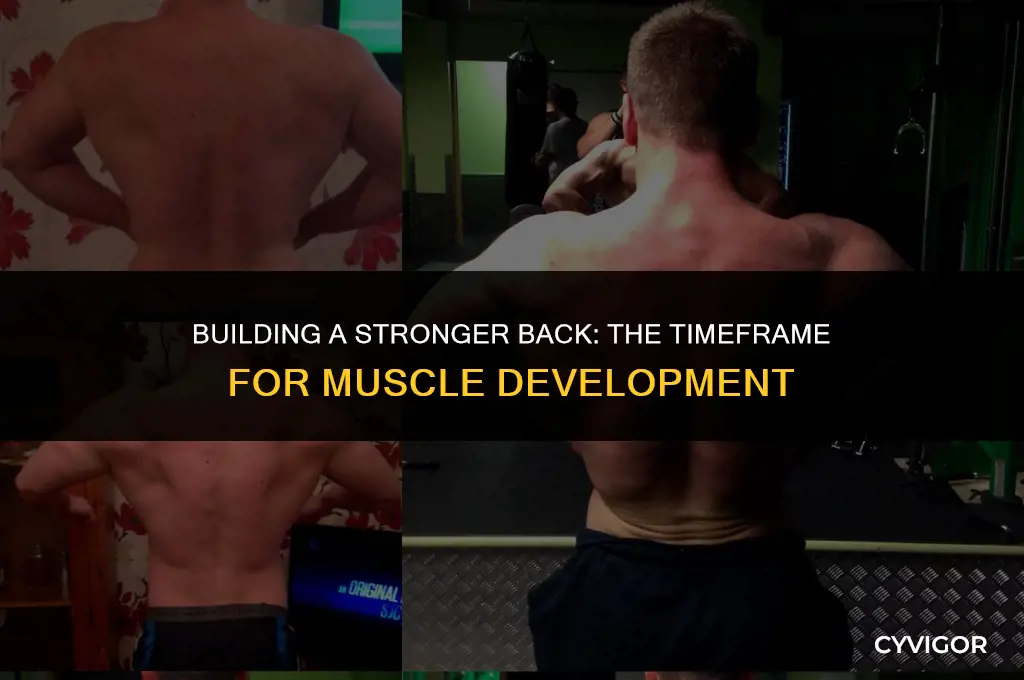 how long does it take to strengthen back muscle