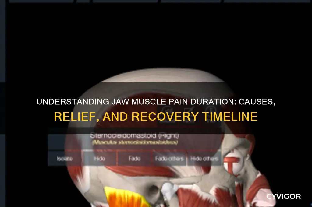 how long does jaw muscle pain last