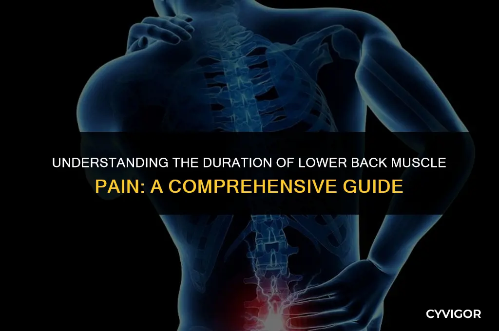 how long does lower back muscle pain last