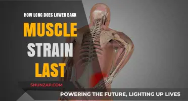 Understanding the Duration of Lower Back Muscle Strain: A Comprehensive Guide
