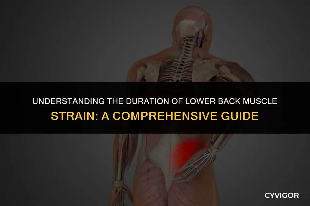how long does lower back muscle strain last