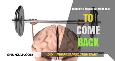 Reclaiming Strength: The Timeline for Muscle Memory Return