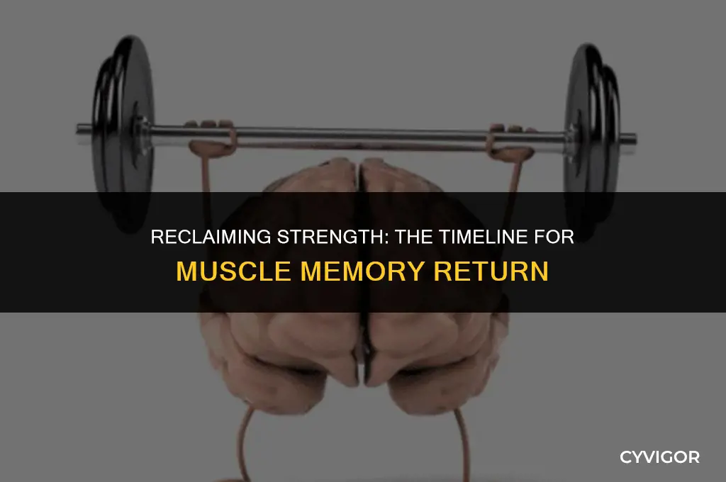how long does muscle memory take to come back