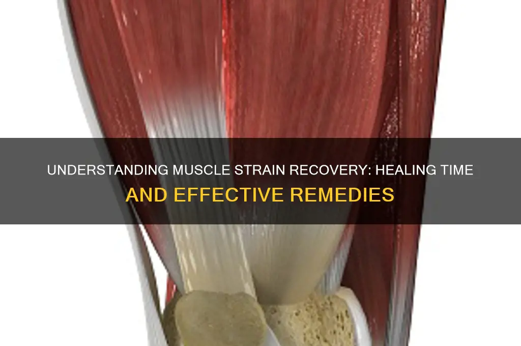 how long does pulling a muscle take to heal