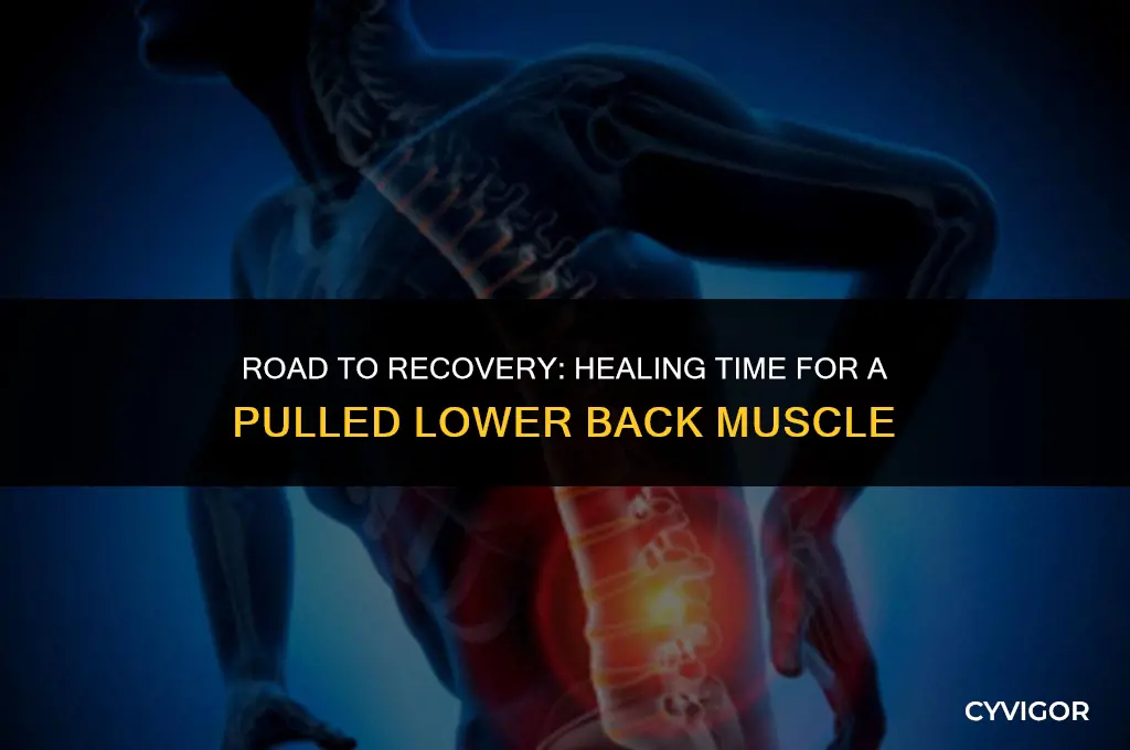 how long does pullled muscle lower back take to heal