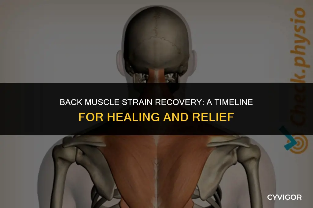 how long for a back muscle strain to heal