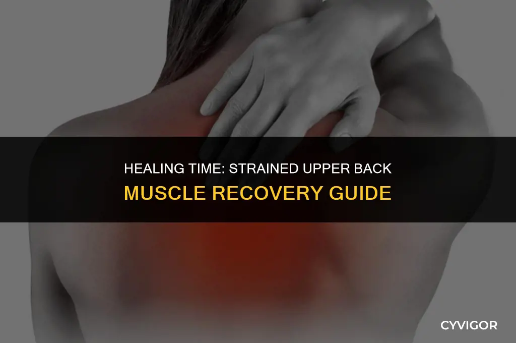 Healing Time: Strained Upper Back Muscle Recovery Guide | CyVigor