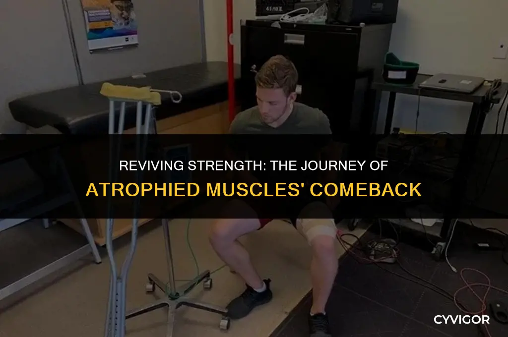 how long for atrophied muscle to come back