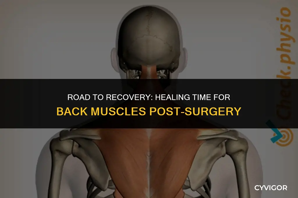 how long for back muscles to heal after surgery