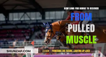 Horse Pulled Muscle Recovery: Timelines and Care Tips for Healing