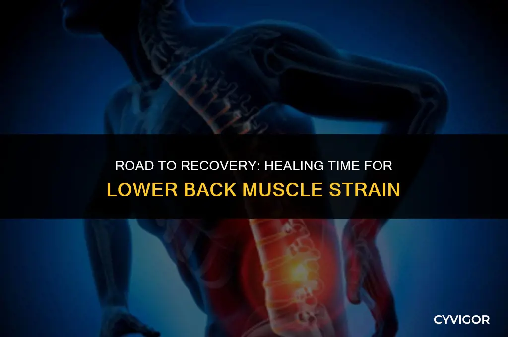 how long for lower back muscle strain to heal