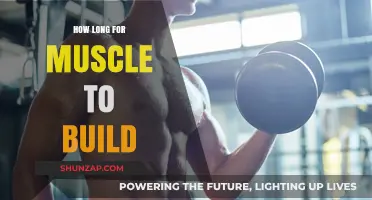 From Reps to Results: The Timeline of Muscle Building