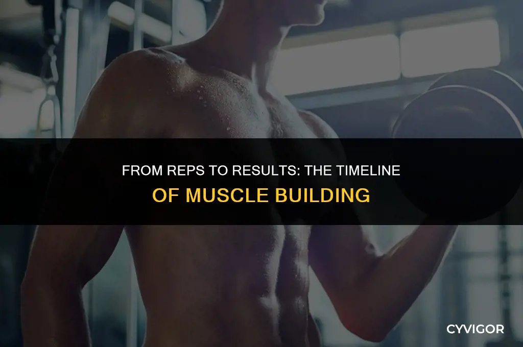 how long for muscle to build