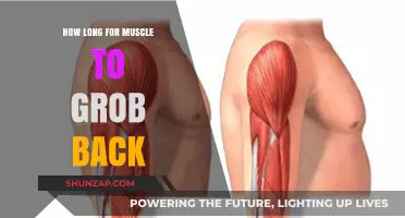Regaining Muscle Mass: A Timeline for Recovery and Growth
