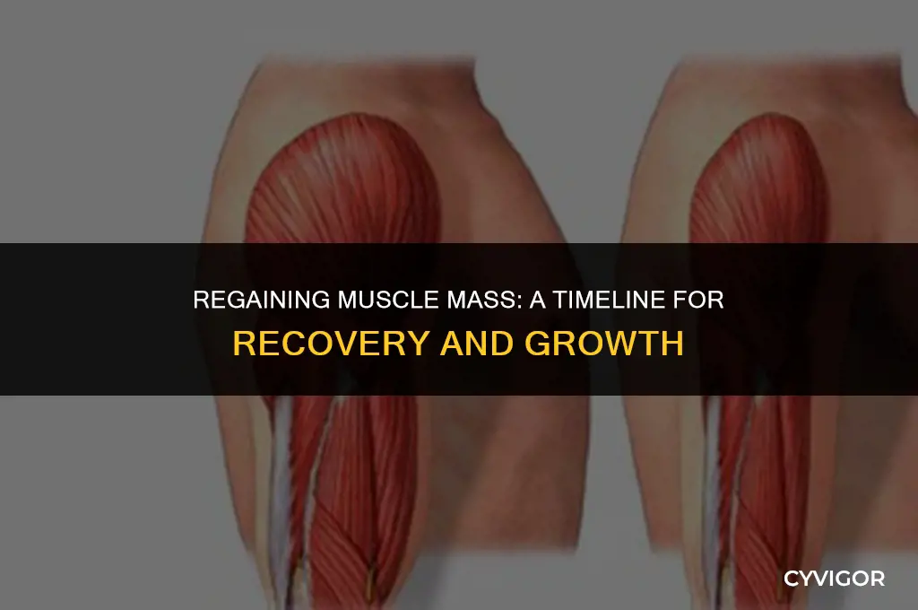 how long for muscle to grob back