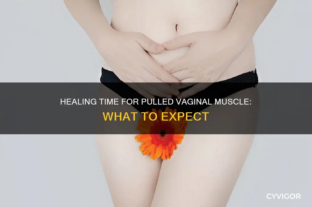 how long for pulled vaginal muscle to heal