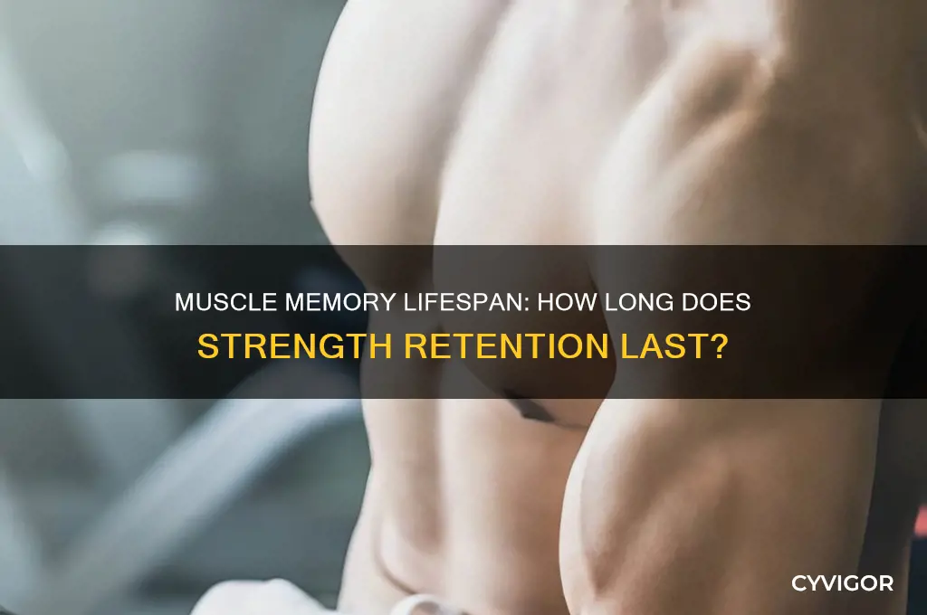 how long is muscle memory good for