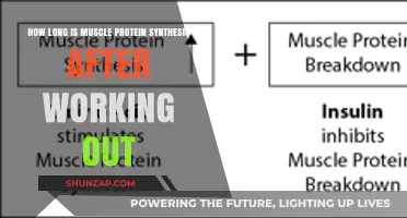 Muscle Protein Synthesis Duration Post-Workout: What You Need to Know