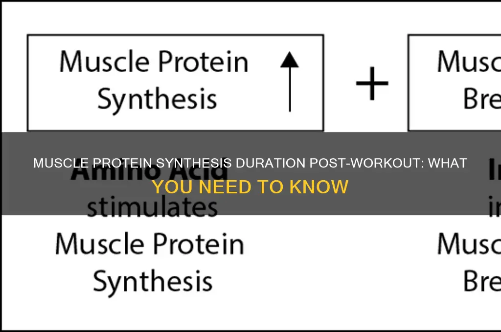 how long is muscle protein synthesis after working out