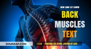 Understanding Lower Back Muscle Recovery: A Comprehensive Guide