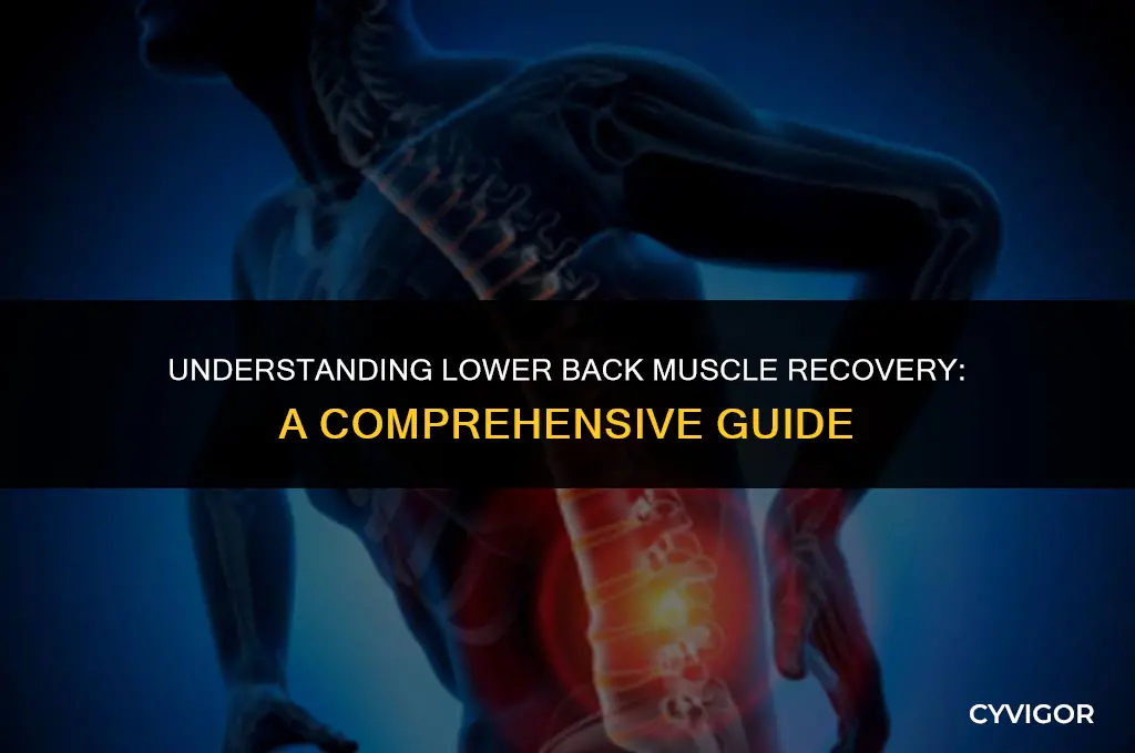 how long let lower back muscles text