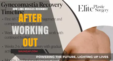 Muscle Recovery Timeline: Reconnecting Fibers Post-Workout Explained