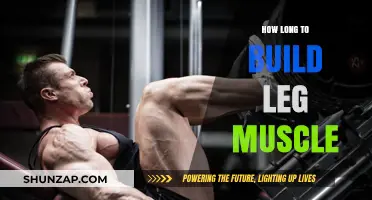 Building Leg Muscle: A Timeline for Strength and Size Gains