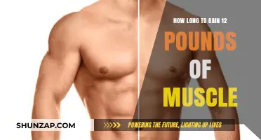 Effective Muscle Building: Timeframe to Gain 12 Pounds of Muscle