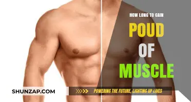How Long Does It Take to Gain a Pound of Muscle?